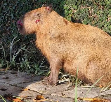 Imagem - Capivara é brutalmente agredida por grupo de homens no Rio de Janeiro