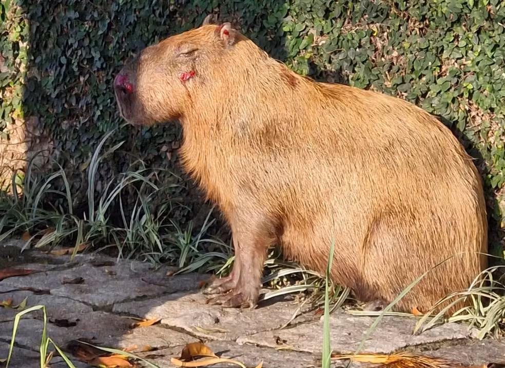 Capivara é brutalmente agredida por grupo de homens no Rio de Janeiro