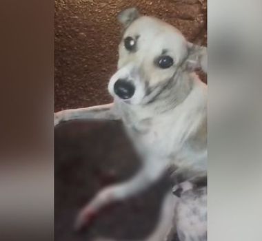 Imagem - Cachorro machucado é resgatado na PA-320, em Castanhal