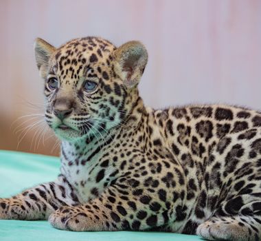 Imagem - BioParque Amazônia: nascimento de filhote de onça-pintada fortalece conservação da espécie ameaçada de extinção