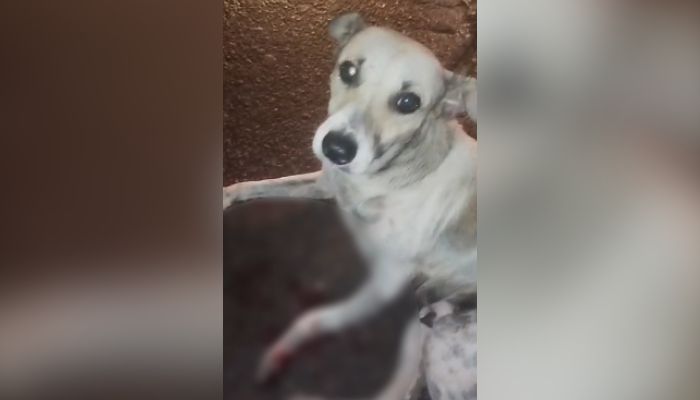 Cachorro machucado é resgatado na PA-320, em Castanhal