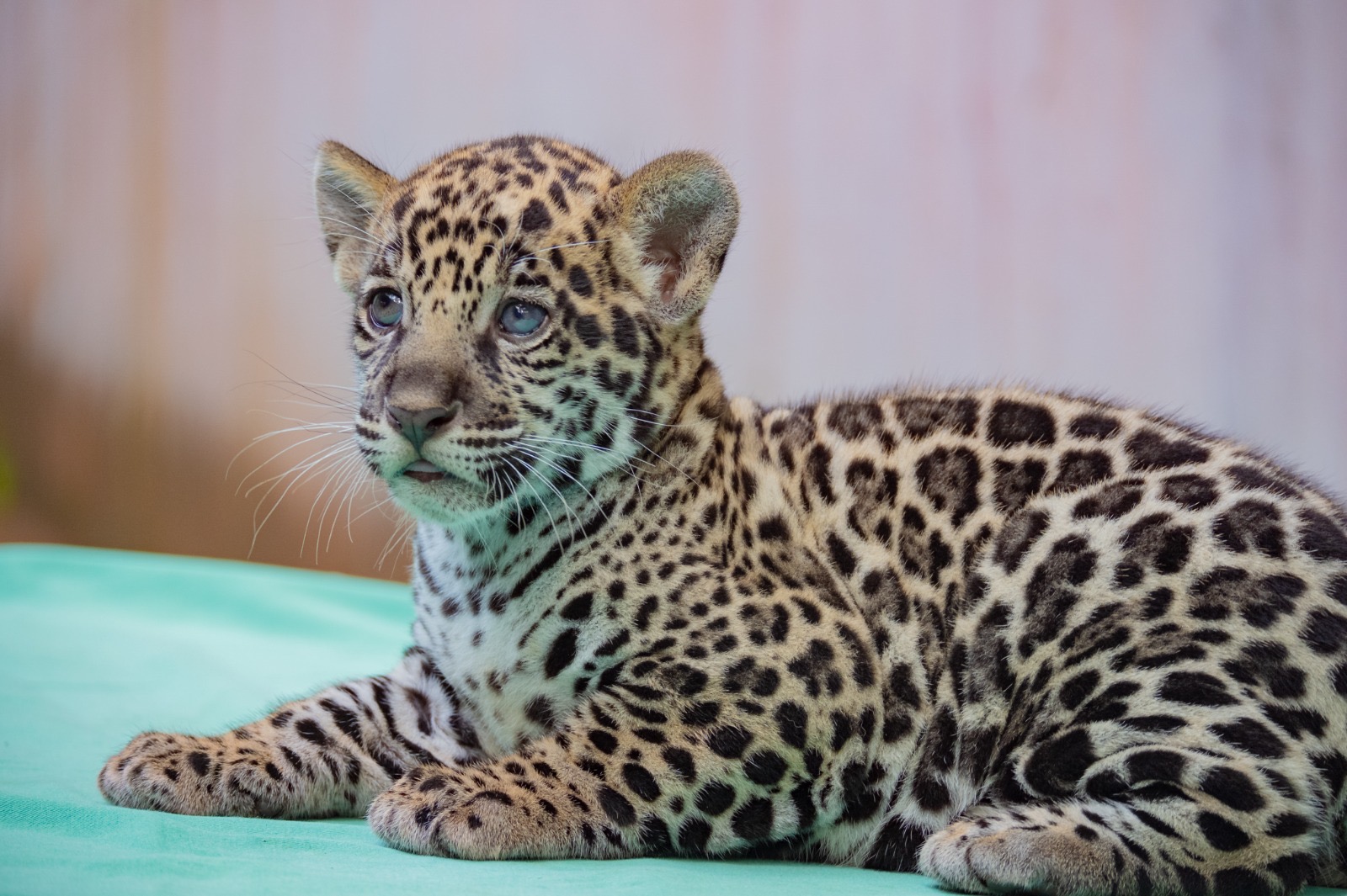 Este é o sétimo registro de nascimento de onça-pintada na unidade

