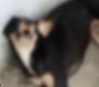 Imagem - Motorista atropela cachorro e foge sem prestar socorro em Belém
