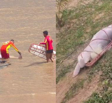 Imagem - Boto é encontrado morto na Praia do Farol, em Mosqueiro