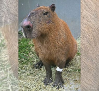 Imagem - Justiça mantém presos suspeitos de espancar capivara no Rio