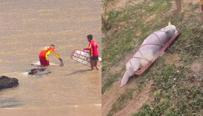 Boto é encontrado morto na Praia do Farol, em Mosqueiro