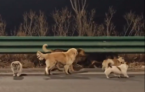 Grupo com sete animais, liderado por um corgi, percorreram 17km de volta para casa. —