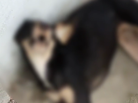 Moradores tentam ajudar animal após motorista fugir do local