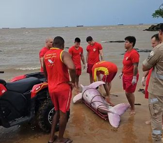 Imagem - Boto cor-de-rosa é encontrado morto preso em rede de pesca em Mosqueiro; animal passa por necropsia