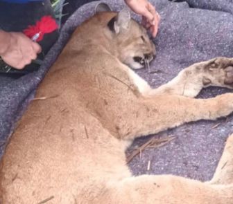 Imagem - Onça-parda é resgatada após atropelamento em rodovia no Paraná