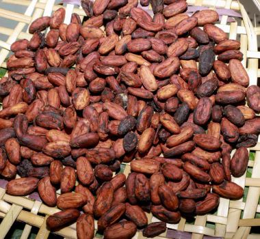 Imagem - Pará impulsiona cadeia do cacau com incentivo à produção e fomento à exportação