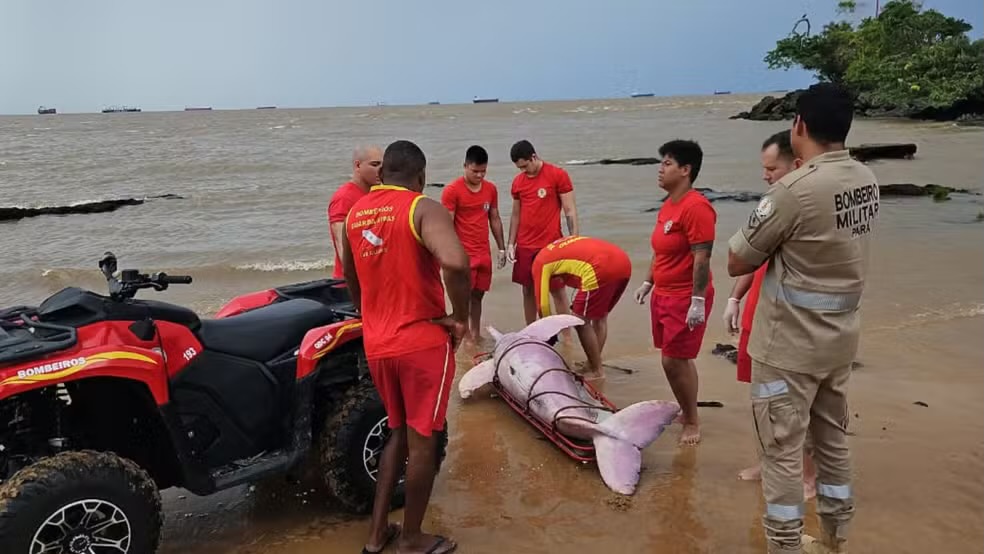 Dois sargentos entraram na água para retirar o animal, que tinha cerca de dois metros de comprimento