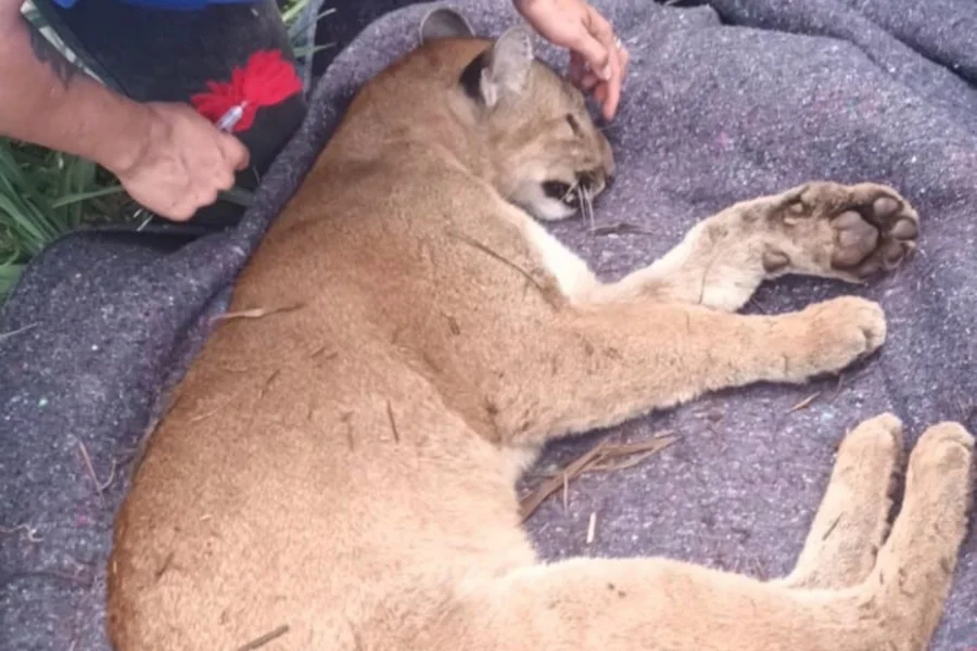 (O animal estava ferido e escondido na mata, às margens da rodovia) 