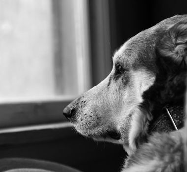 Imagem - MPF denuncia grupo por produzir e vender vídeos de tortura animal no exterior