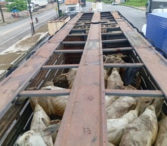 Imagem - Sefa intercepta carga irregular de gado e arame avaliada em mais de R$ 740 mil no Pará