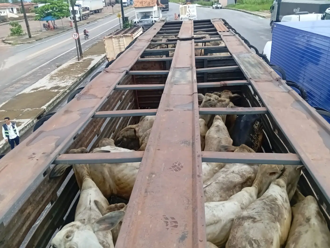 Total de 75 cabeças de gado bovino, avaliadas em R$ 293 mil, foram retidas por irregularidade com o fisco estadual. —