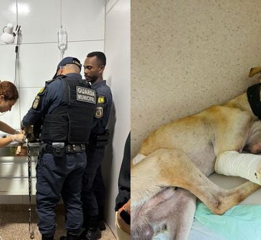 Imagem - Cachorro é resgatado com pata amputada e tutora é investigada em Benevides