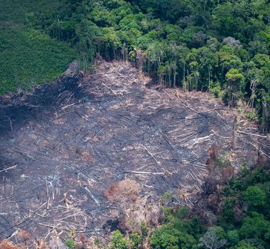 Imagem - Mesmo com queda histórica, Pará segue como epicentro do desmatamento amazônico