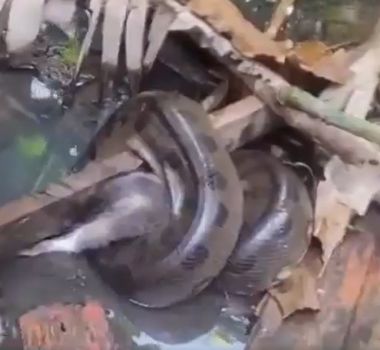 Imagem - Vídeo: sucuri ataca gato em Belém e cena impressiona