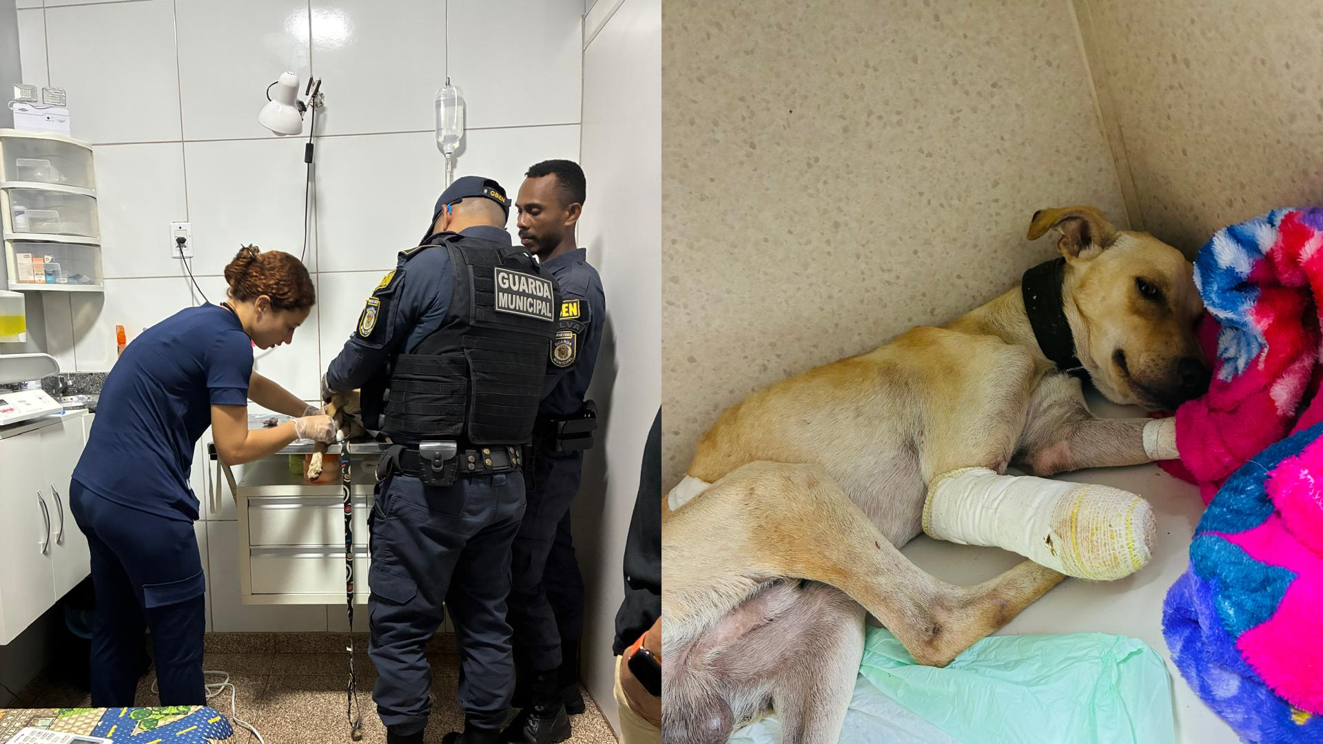 Animal estava em situação de abandono e sem atendimento há cerca de 20 dias