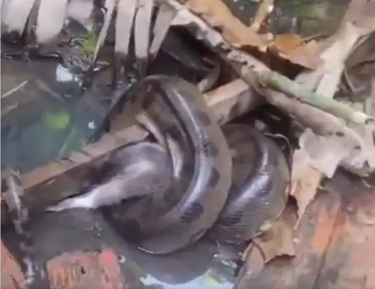 Imagem - Vídeo: sucuri ataca gato em Belém e cena impressiona