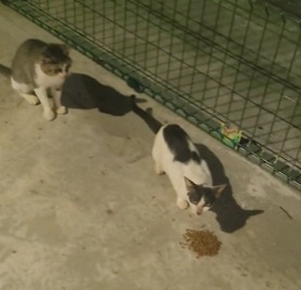 (Nas imagens registradas por ambos, o morador questiona o fato de o protetor não morar na rua e exige que ele leve os animais para alimentar em frente à sua própria casa.)