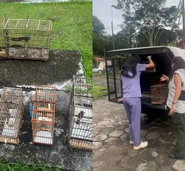 Imagem - Homem é multado em R$ 3 mil após manter aves silvestres em cativeiro na Grande Belém