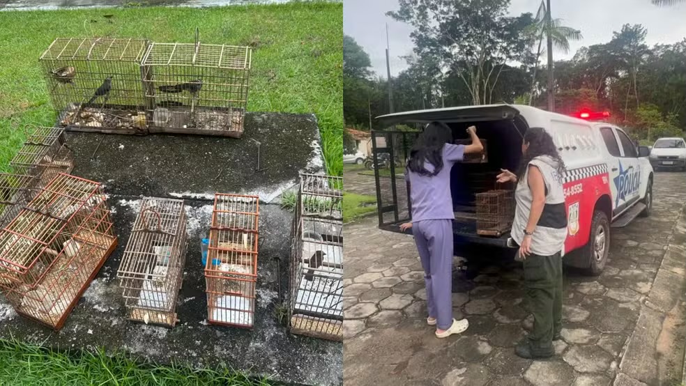 A operação teve início após uma denúncia anônima informar sobre a presença de animais silvestres no imóvel

