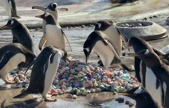 Pinguins usam pedrinhas pintadas por crianças hospitalizadas em ritual de acasalamento em zoológico na Escócia; vídeo