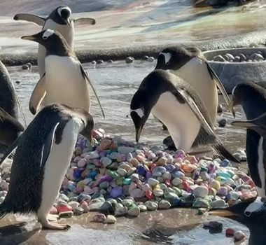 Imagem - Pinguins usam pedrinhas pintadas por crianças hospitalizadas em ritual de acasalamento em zoológico na Escócia; vídeo