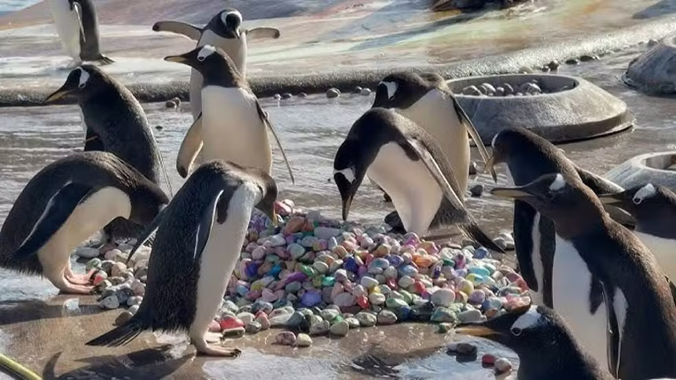 Pinguins usam pedrinhas pintadas por crianças hospitalizadas em ritual de acasalamento