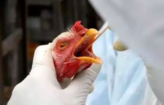 Itália registra caso de gripe aviária H9N2; situação representa algum risco?