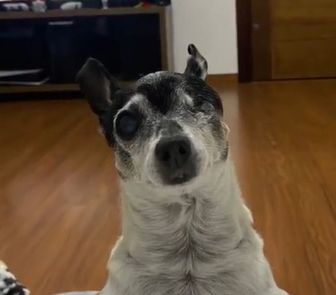 Imagem - Tutor empalha cachorro após a morte e expõe o animal no meio da sala de casa; vídeo viraliza