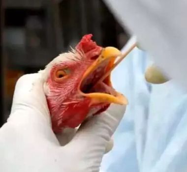 Imagem - Itália registra caso de gripe aviária H9N2; situação representa algum risco?