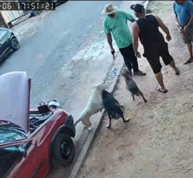 Imagem - Vereador atira contra cães durante discussão com moradores em São Paulo