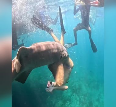 Imagem - Vídeo mostra ataque de tubarão contra turista em Fernando de Noronha