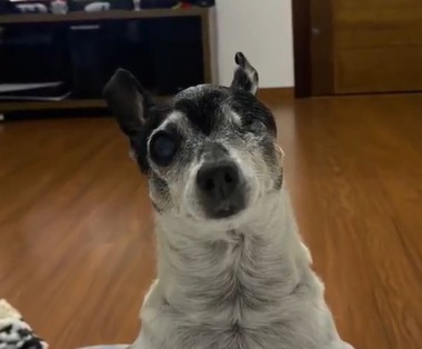 Imagem - Tutor empalha cachorro após a morte e expõe o animal no meio da sala de casa; vídeo viraliza