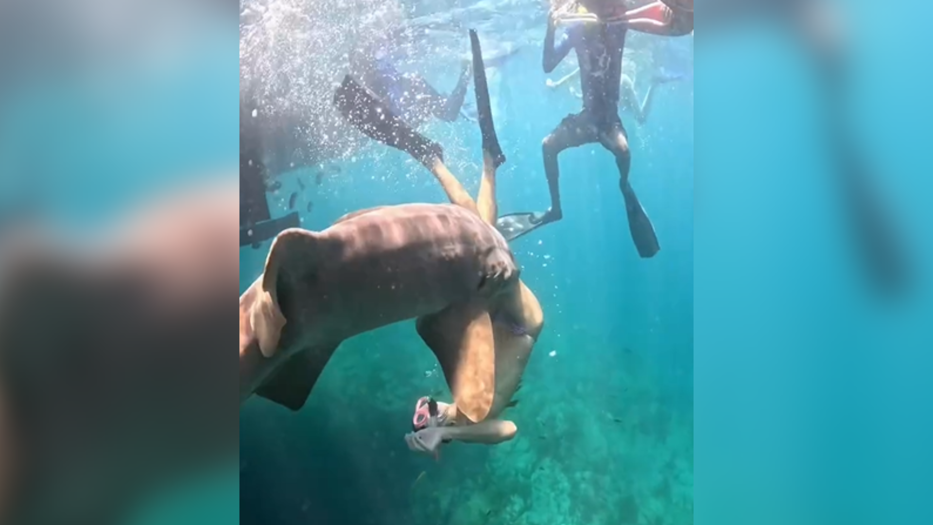 Imagens inéditas revelam momento em que advogada é mordida durante mergulho