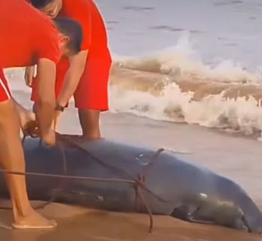 Imagem - Peixe-boi é encontrado morto na praia do Chapéu Virado, em Mosqueiro