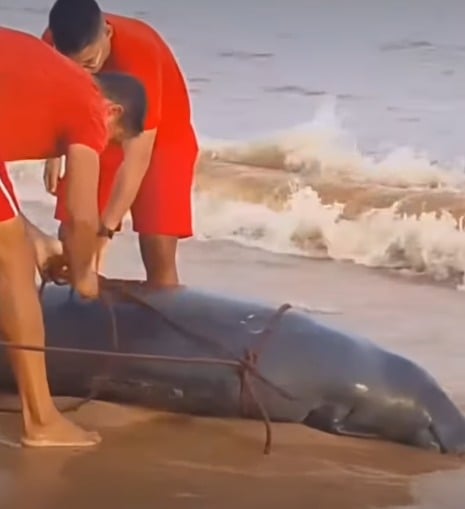 Imagem - Peixe-boi é encontrado morto na praia do Chapéu Virado, em Mosqueiro