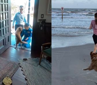 Imagem - Astronauta compartilha reencontro com pet após missão Artemis II