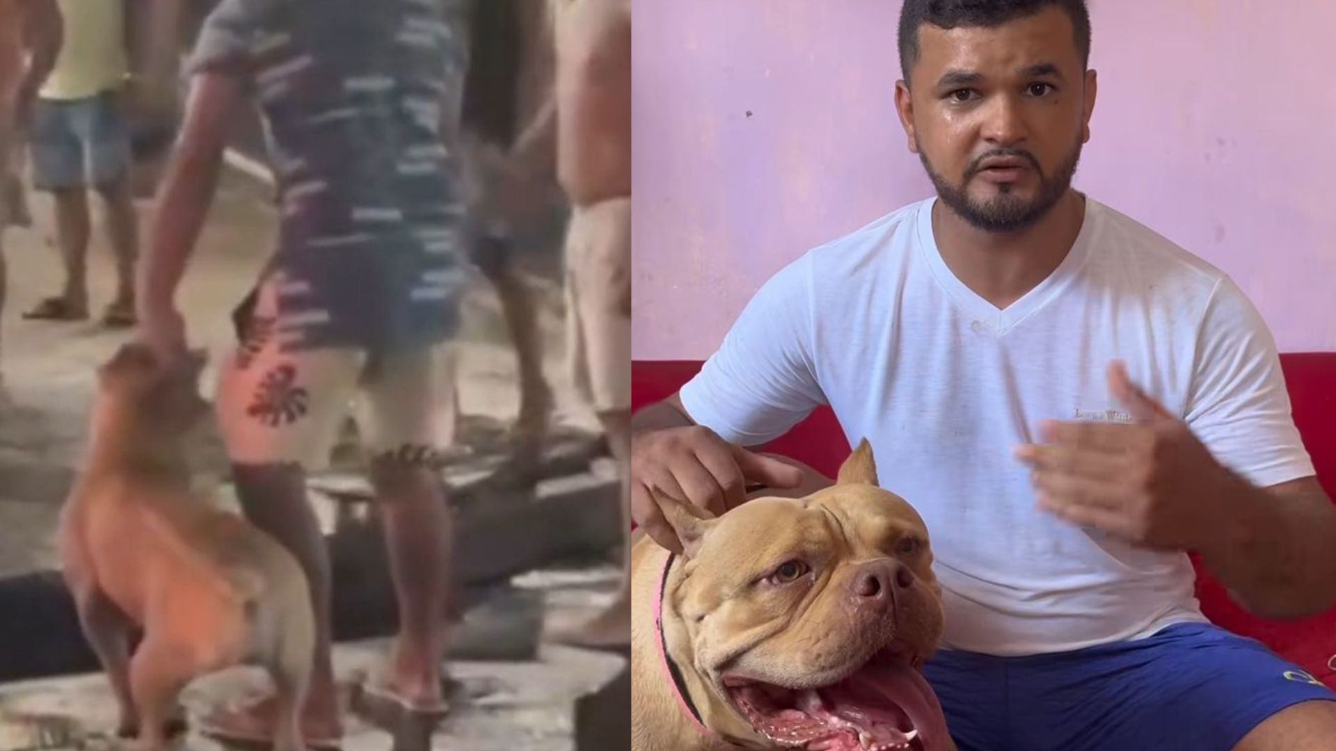 Pitbull assusta frequentadores de praça em Castanhal; dono se pronuncia sobre o incidente