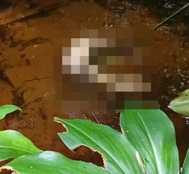 Imagem - Corpo em partes é encontrado em rio no nordeste do Pará