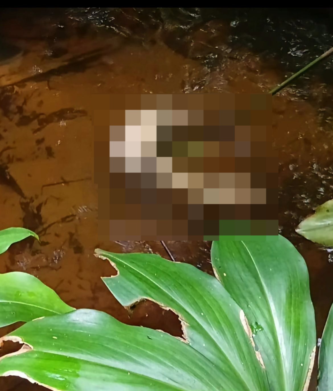 (De acordo com informações apuradas pela polícia, o cadáver foi encontrado em estado avançado de decomposição.)