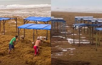 Praia de Ajuruteua, em Bragança, é coberta por grande quantidade de algas