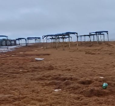 Imagem - Praia de Ajuruteua é tomada por algas marinhas e cenário inusitado viraliza na internet