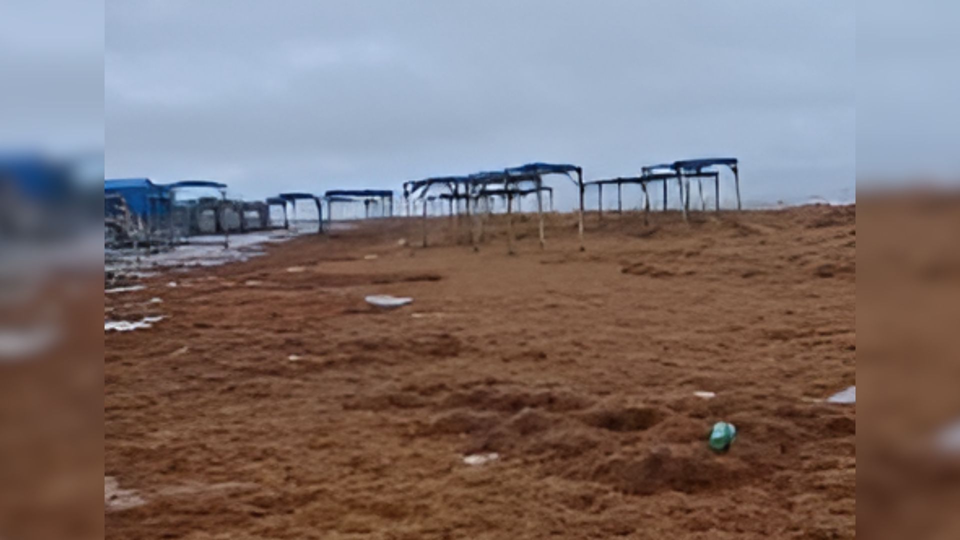 Faixa de areia de Ajuruteua foi inteiramente coberta por uma grande quantidade de algas marinhas.