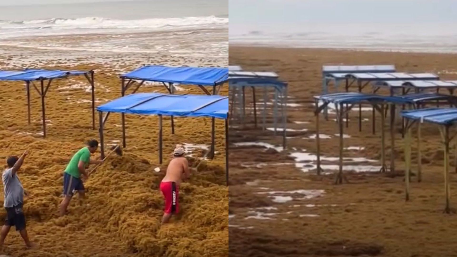 Praia de Ajuruteua, em Bragança, é coberta por grande quantidade de algas