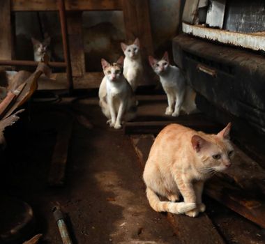 Imagem - Força-tarefa vistoria 50 locais denunciados por maus-tratos a animais em Belém