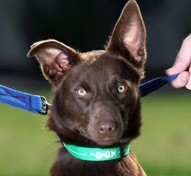 Imagem - Alckmin sanciona guarda compartilhada de animais de estimação após separação de casais